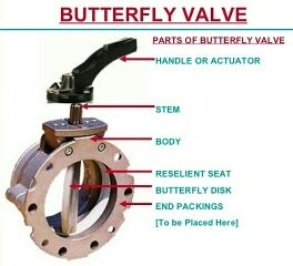 Diagram of a butterfly